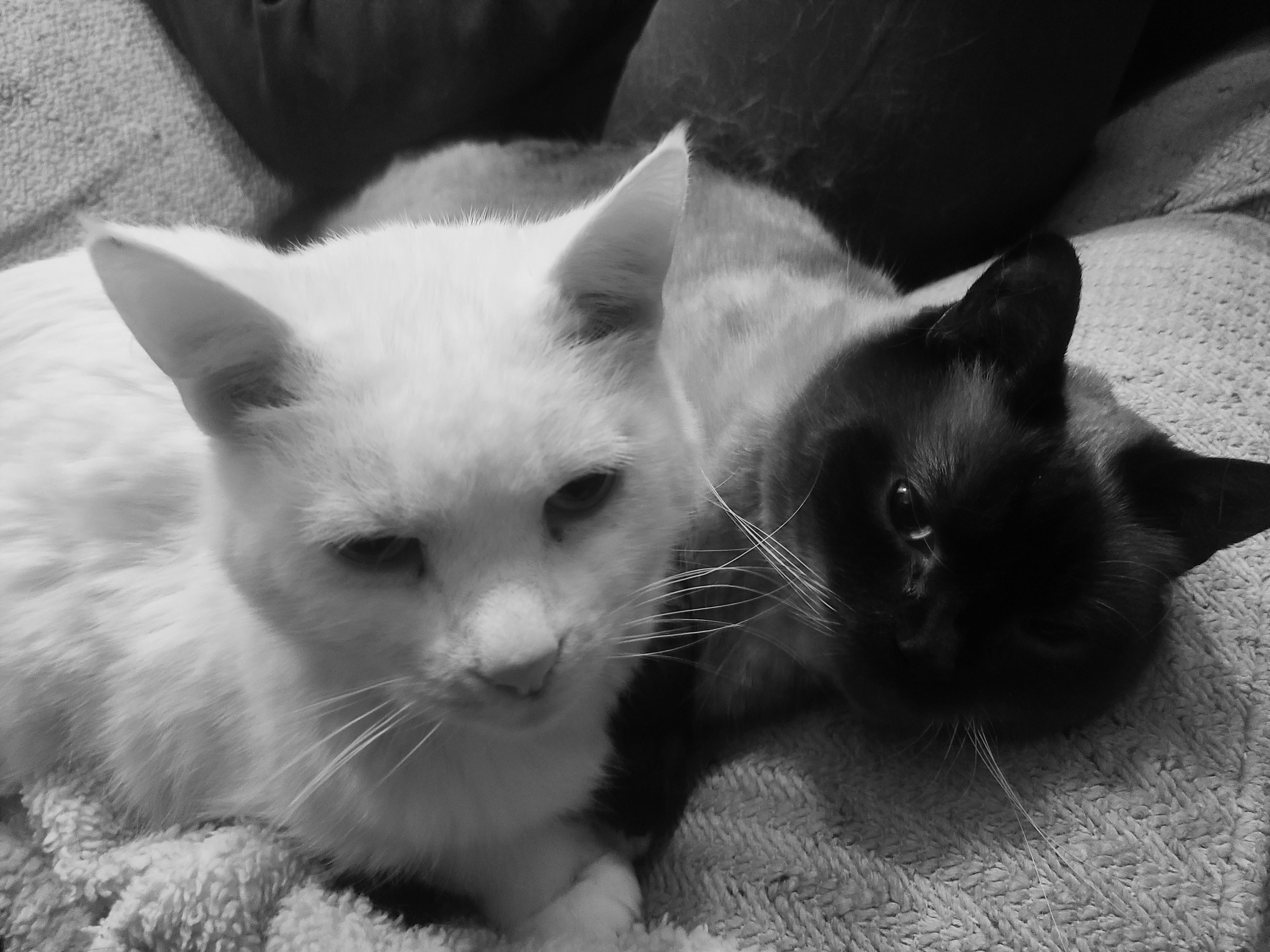 Companionship and Why it Matters – Strong Rabbit Designs