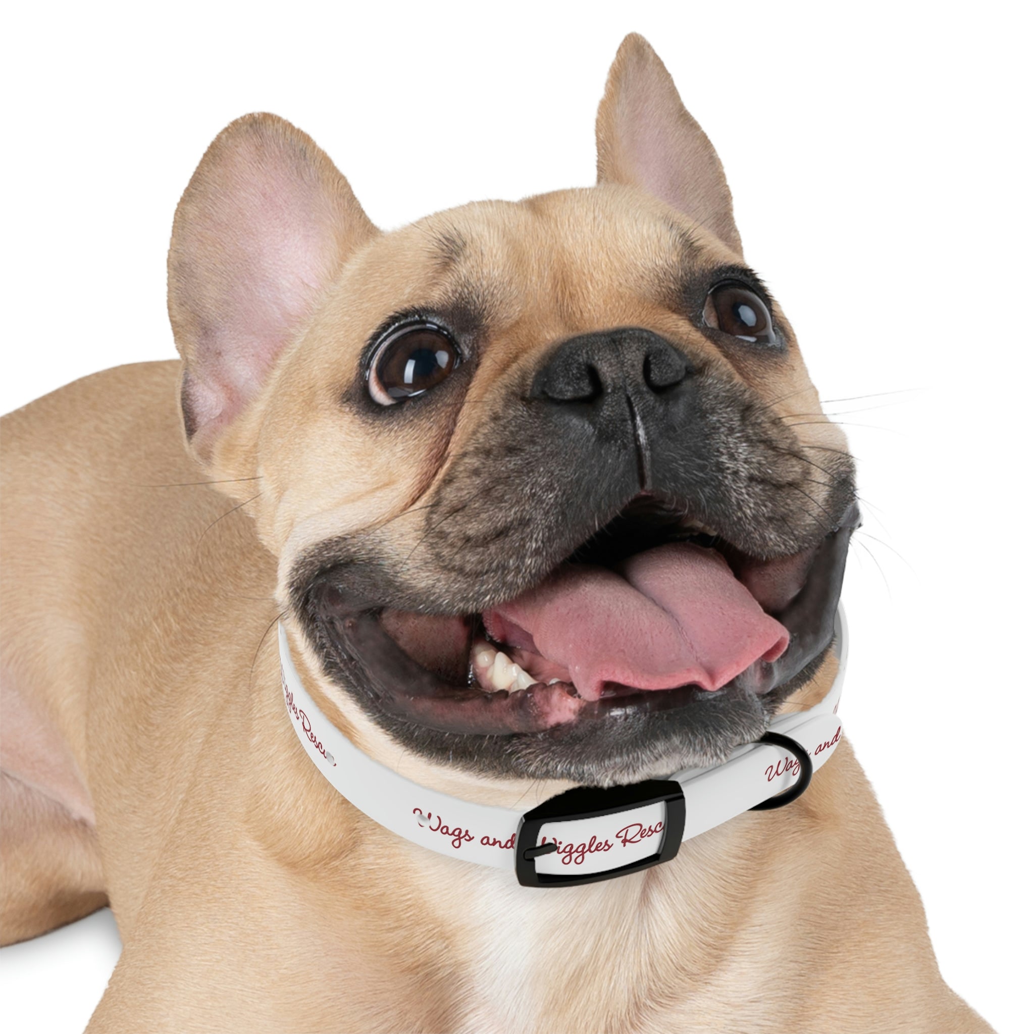 Wags & Wiggles Dog Collar – Strong Rabbit Designs
